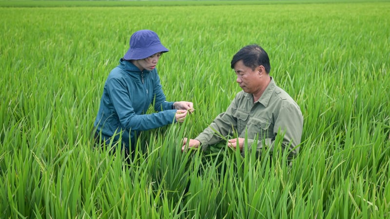 Lúa xuân đồng bằng sông Hồng hứa hẹn thắng lợi