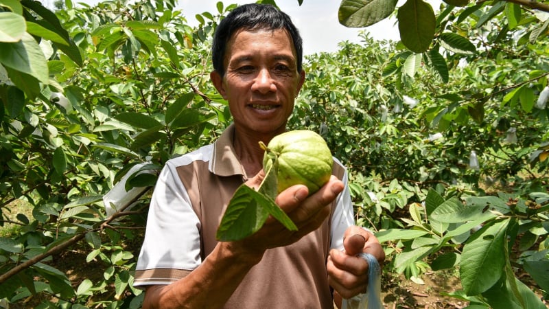 Trải nghiệm ở vùng ổi nổi tiếng nhất Hà Nội