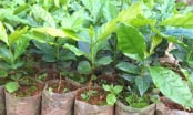 Không nhận hoa, xin nhận cây giống hỗ trợ người dân