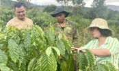 Hỗ trợ sinh kế theo thực tế, người dân vùng cao ấm no