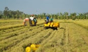 Không sản xuất vụ đông xuân muộn ở vùng có nguy cơ hạn mặn