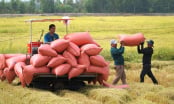 Cần nhóm giải pháp mang tính cộng đồng cho ngành hàng lúa gạo