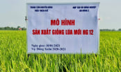 Giống lúa HG12 năng suất, chống đổ ngã