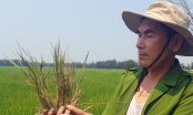Cánh đồng đổi vận quanh con đê ngăn mặn