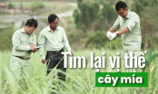 '4 hóa' sản xuất mía