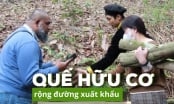 Mục tiêu 20.000ha quế có chứng nhận hữu cơ
