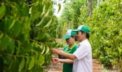 Hợp tác xã trồng tiêu hữu cơ giá 15 triệu đồng/kg