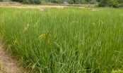 Mất mùa vì mua giống lúa trên mạng xã hội