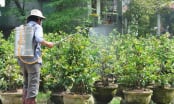 Làng mai ‘nói không’ với thuốc trừ sâu hóa học: Một thời ‘bán rẻ’ sức khỏe