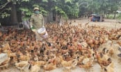 Trang trại tuần hoàn ứng phó biến đổi khí hậu: [Bài 1] 'Phát súng' giữa vùng ruộng lầy Võ Xá