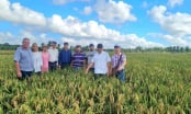 Chuyện đoàn chuyên gia Việt Nam hướng dẫn sản xuất lúa ở Cuba