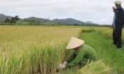 Lạnh kéo dài, gần 260ha lúa xuân bị 'điếc'