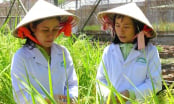 Khi nhà nghiên cứu được quyền 'thử sai'