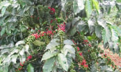 ‘Cha đẻ’ của những giống cà phê chủ lực