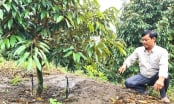 'Ông vua sầu riêng' vùng biên