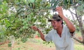 Đánh thức khát vọng thoát nghèo: [Bài 2] Cây mắc ca và hành trình thử thách trên đất nghèo