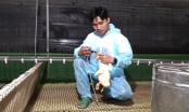 Công nghệ xét nghiệm giúp trại vịt phòng dịch chủ động