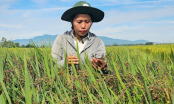 Bảo tồn, mở rộng sản xuất giống lúa nếp than
