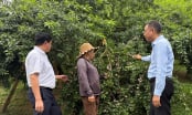 [Bài 2] Mận Phiêng Khoài giữ giá, giữ thương hiệu