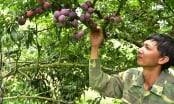 Xã vùng biên mỗi năm 200 hộ thoát nghèo: Người khôn làm ra 'mận ngố'