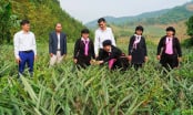 Cây ăn quả - 'ngôi sao' trong nông nghiệp Bảo Thắng