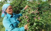 Bắc Hà ngọt ngào, mê hoặc mùa trái chín