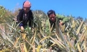 Cây dứa phủ xanh đất dốc, thu nhập gấp 5 - 7 lần trồng ngô, sắn