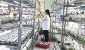 Doanh nghiệp lâm nghiệp mạnh tay đầu tư cho khoa học