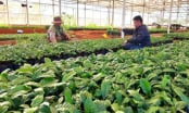 Chuyển động nông nghiệp hữu cơ vùng tây Gia Lai: Kiểm soát từ khâu giống