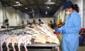Sắp xếp hệ thống ngành dọc nông nghiệp: Hệ thống thú y quy về một mối