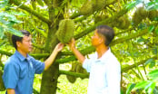 Giấc mơ 'trái ngọt không hóa chất' từ sầu riêng công nghệ cao