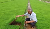 Tích tụ, tập trung đất đai ở xứ Thanh: [Bài 1] Cánh đồng không dấu chân