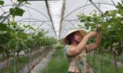 [Bài 3] Từ đồng hoang thành nông trại trù phú