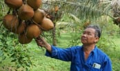 Hướng đi cho nông nghiệp và du lịch xanh