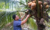 Hợp tác xã dừa hữu cơ ‘thách thức định kiến’