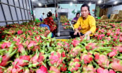 Kiên trì sản xuất thanh long sạch, tự tin vươn thị trường quốc tế