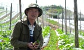 Giải bài toán tiêu thụ từ lợi thế rau trái vụ