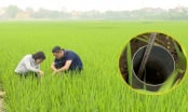 Vĩnh Phúc triển khai 1.000ha lúa giảm phát thải