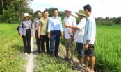 Hậu Giang thực hiện 137 mô hình khuyến nông thúc đẩy sản xuất nông nghiệp