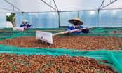 Vietnam-Australia cooperation brings significant shift to high-tech agriculture in Central Highlands