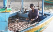 Biển vàng, niềm tin xanh: [Bài 2] Hồi sinh nghề cá, giảm vi phạm IUU