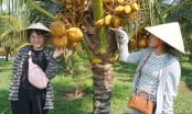 Organic coconuts from Tay Ninh province boost green tourism