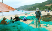 Hành trình đồng quản lý bảo tồn biển: [Bài 1] Đổi thay môi trường Nhơn Hải