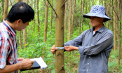 Đẩy mạnh cấp chứng chỉ rừng bền vững theo mô hình nhóm