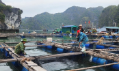 Awakening Hai Phong's export potential [Article 1]: Small-scale seafood and prices are unstable