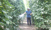Dân vùng biên mê nông nghiệp sạch: [Bài 3] Người Bù Đốp thủy chung với hồ tiêu hữu cơ