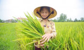 Tìm nguyên nhân lúa đông xuân tại Nghệ An kết hạt kém