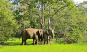 Conservation in Yok Don National Park [1] A globally important ecoregion