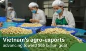 China surpass the U.S. to become Vietnam's largest market for cashew nuts
