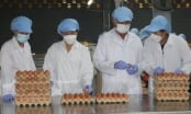 Tin đồn 'trứng gà giả' phá hoại ngành chăn nuôi